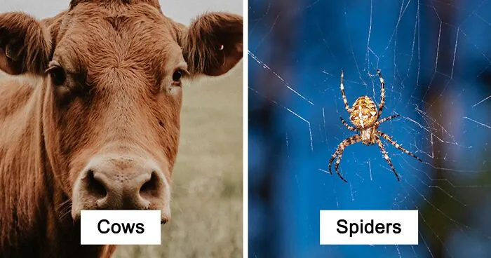 50 Animals That Don't Get The Recognition They Absolutely Deserve, As Shared In This Informative Online Thread