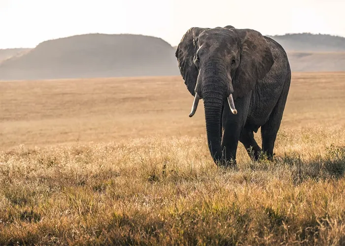 40 Animales que no reciben el reconocimiento que merecen, según este hilo informativo online