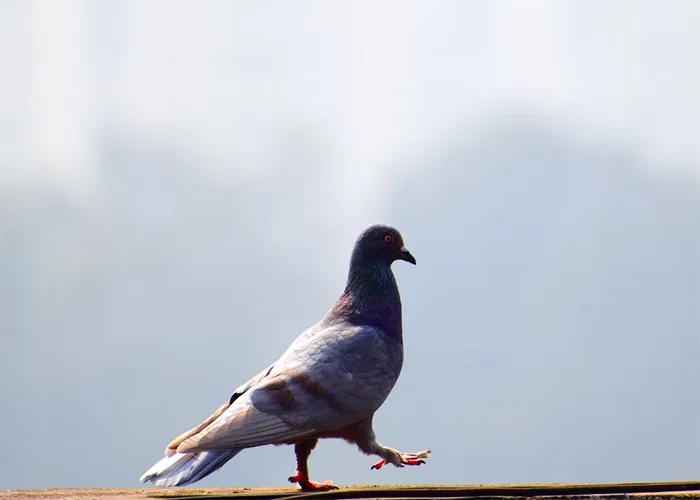 40 Animales que no reciben el reconocimiento que merecen, según este hilo informativo online
