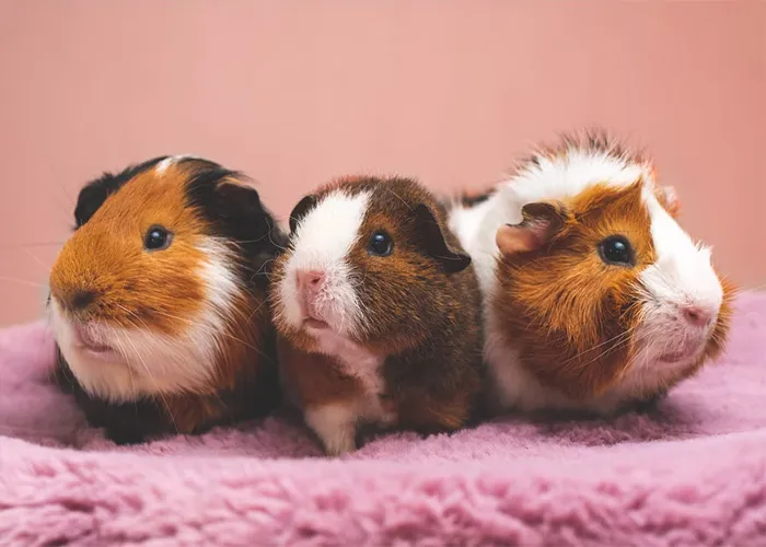 40 Animales que no reciben el reconocimiento que merecen, según este hilo informativo online