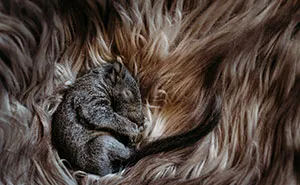 A Baby Squirrel Adopted Me, And As A Photographer, I Just Had To Give It Its Own Photoshoot (22 Pics)