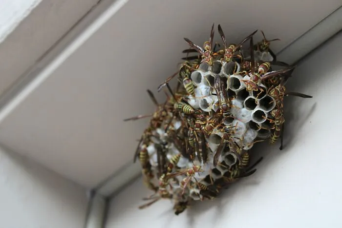 Someone Wonders "What’s The Worst Thing You’ve Come Home To?" And 30 People Deliver Honest Answers