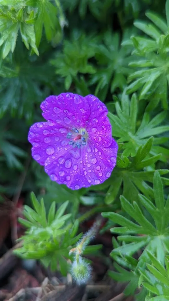 Some Photos Of Flowers And Nature That I Took (30 Pics)