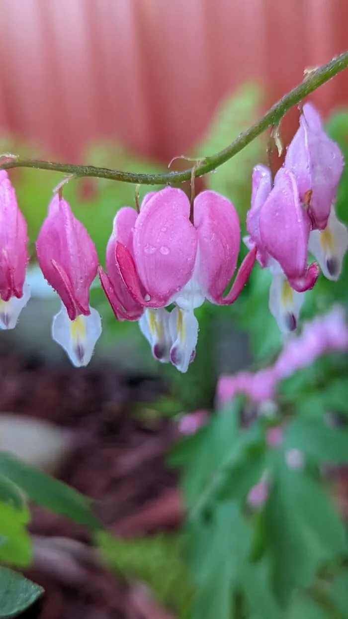 Some Photos Of Flowers And Nature That I Took (30 Pics)