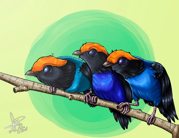 Blue Manakins :d
