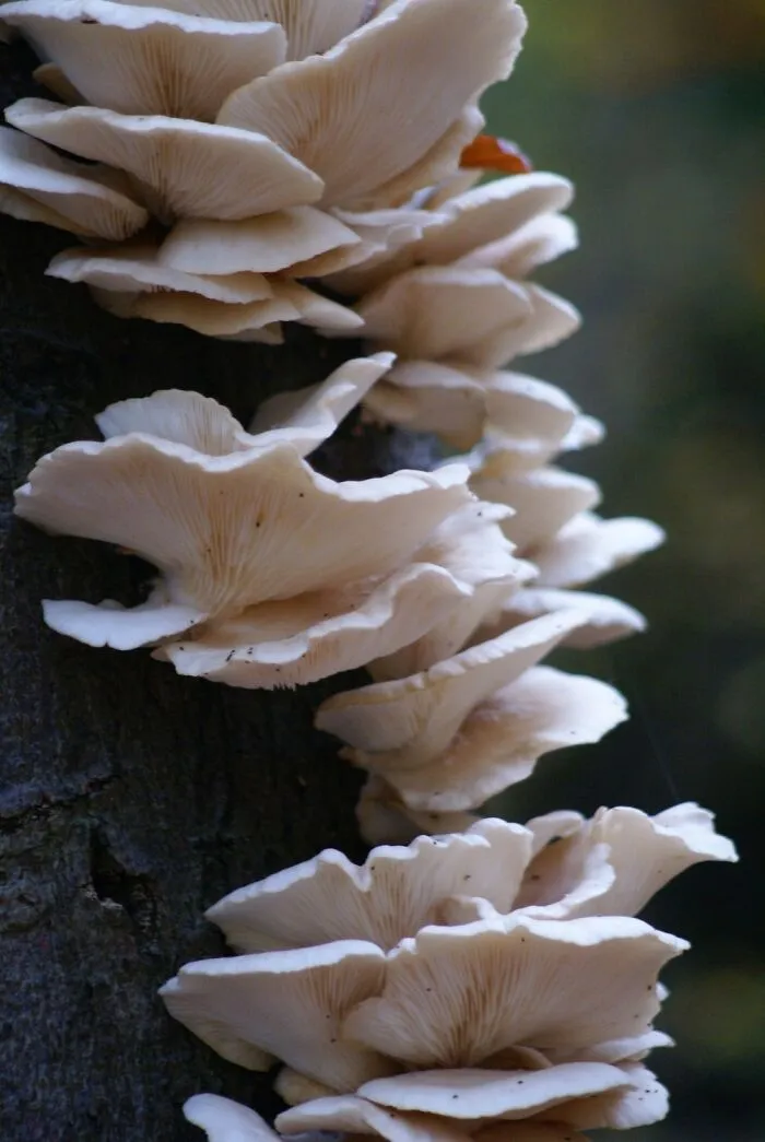 Autum In The Netherlands