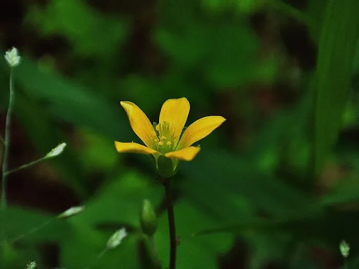 Tiny Flower