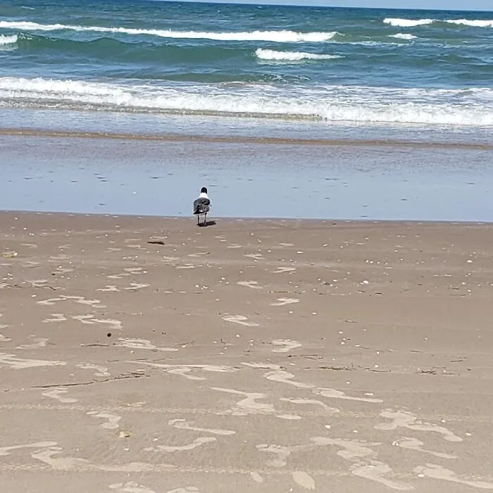 S. Padre,  Texas