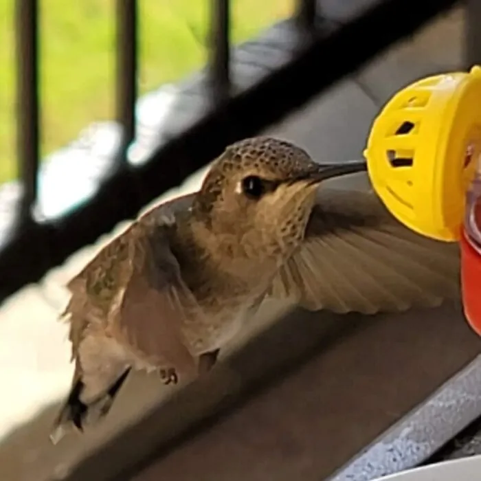She Was So Close I Could Have Touched Her! (Female Black Chinned Hummingbird)