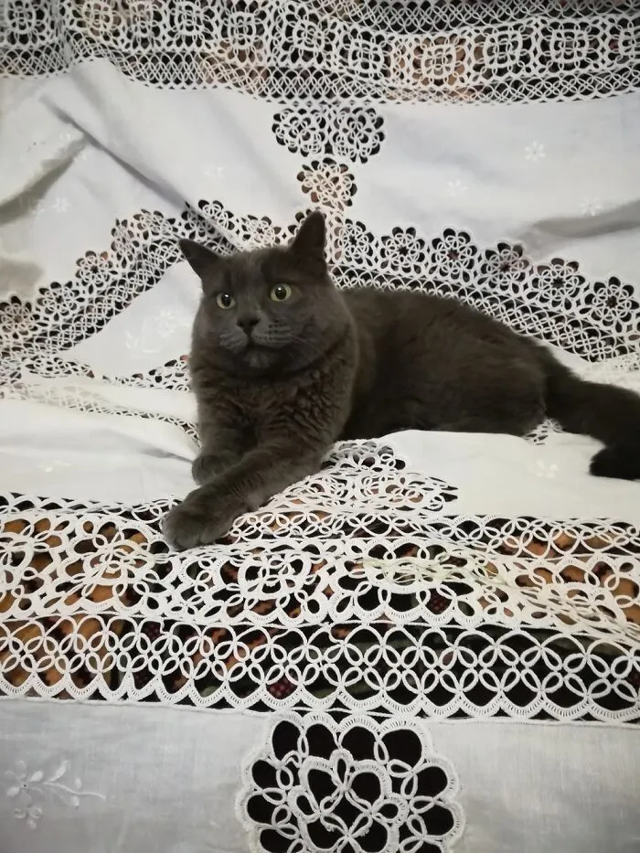 I'm Your Queen...