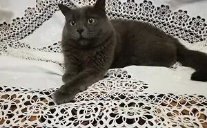 Hey Pandas, If Your Cat Was On A Dating Website What Would Their Profile Be? (Closed)