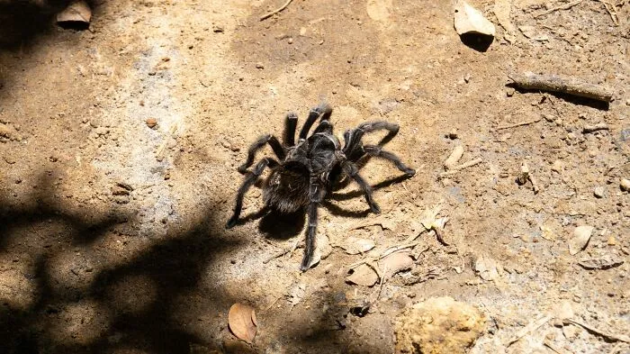 35 Interesting And Weird Animal Facts Not Too Many People Know