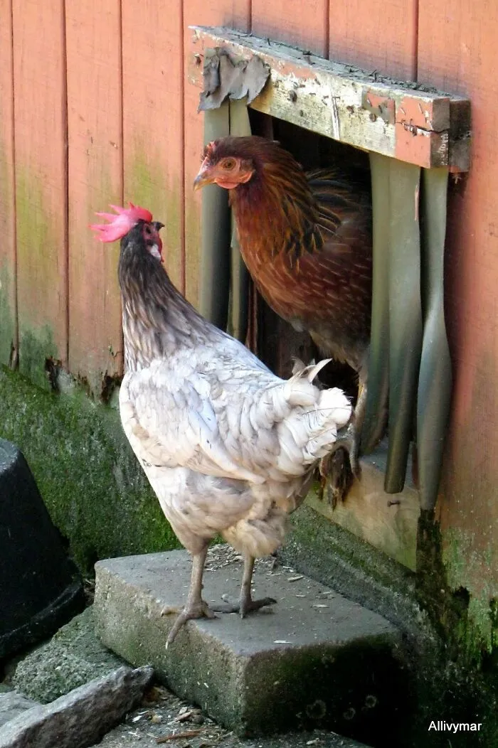 Your Fowl Language Is Testing My Endurance Sir; I Suggest You Take Your Pecker And Cluck Off.