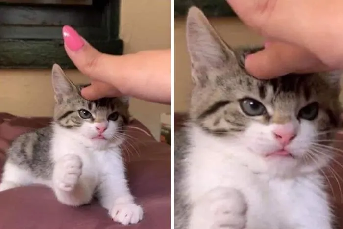 50 Gatos con "auras poderosas" retratados por sus dueños