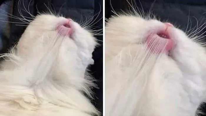 50 Gatos con "auras poderosas" retratados por sus dueños