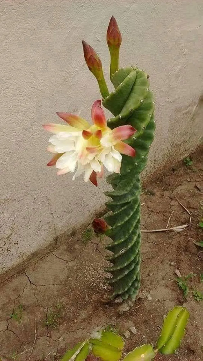 30 Ejemplos de jardinería creativa compartidos en este grupo de FB con más de 1 millón de miembros
