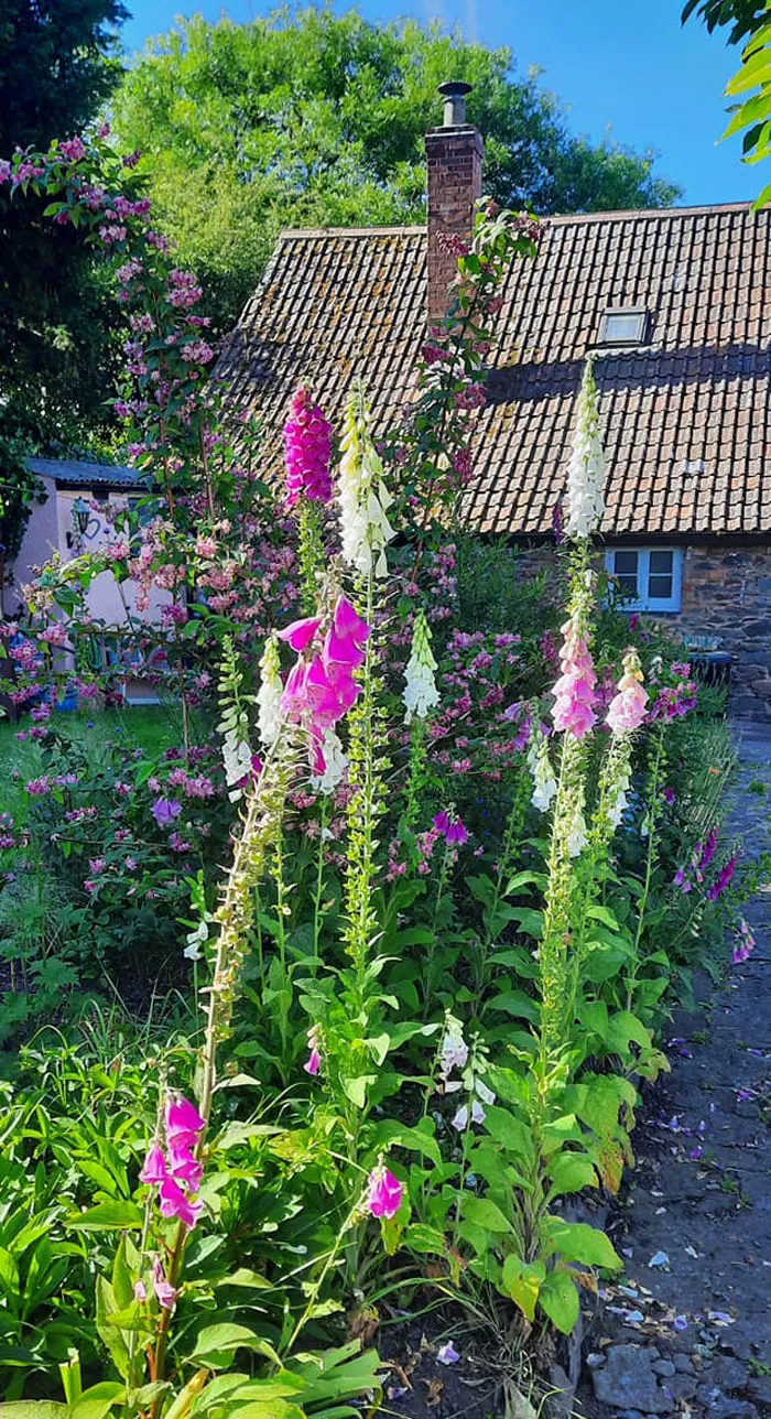 30 Ejemplos de jardinería creativa compartidos en este grupo de FB con más de 1 millón de miembros