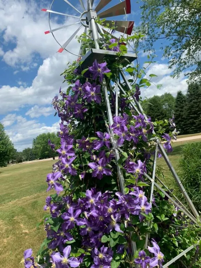 30 Ejemplos de jardinería creativa compartidos en este grupo de FB con más de 1 millón de miembros