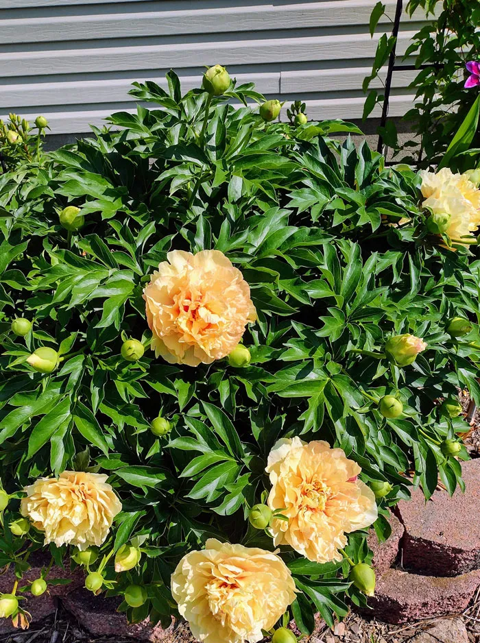 30 Ejemplos de jardinería creativa compartidos en este grupo de FB con más de 1 millón de miembros