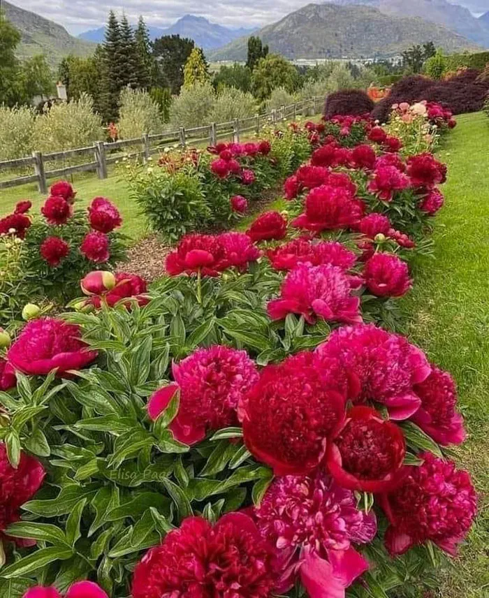 30 Ejemplos de jardinería creativa compartidos en este grupo de FB con más de 1 millón de miembros