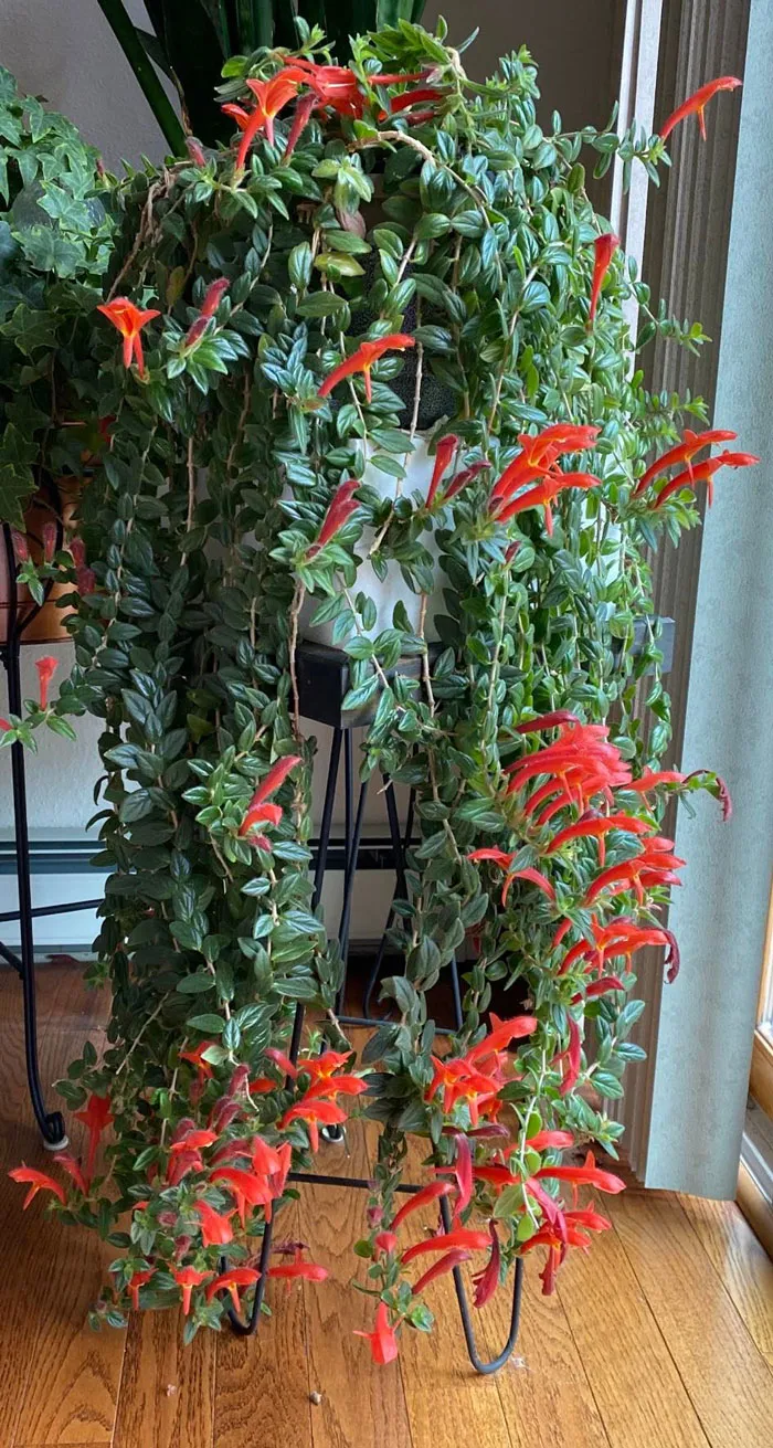 30 Ejemplos de jardinería creativa compartidos en este grupo de FB con más de 1 millón de miembros