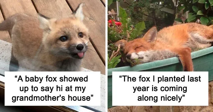 40 Furry and Fantastic Cute Foxes That You Won’t Be Able to Resist