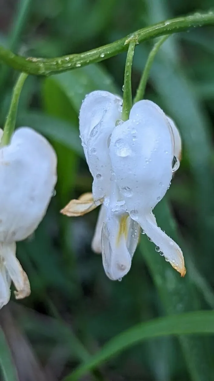Some Photos Of Flowers And Nature That I Took (30 Pics)