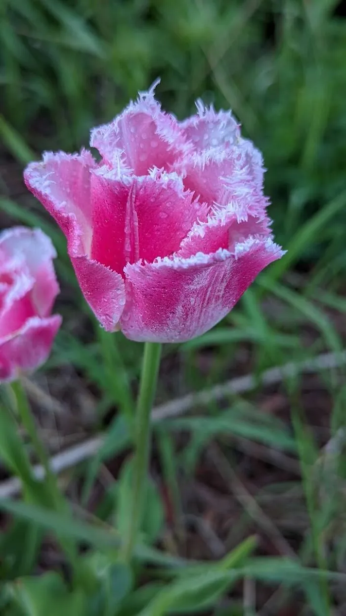 Some Photos Of Flowers And Nature That I Took (30 Pics)