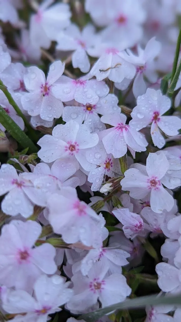 Some Photos Of Flowers And Nature That I Took (30 Pics)