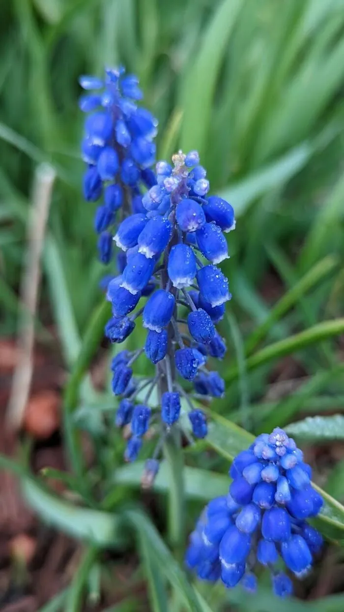Some Photos Of Flowers And Nature That I Took (30 Pics)