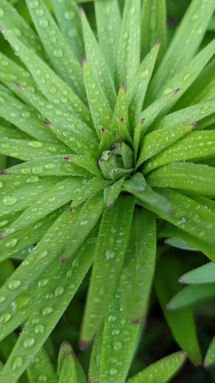 Some Photos Of Flowers And Nature That I Took (30 Pics)