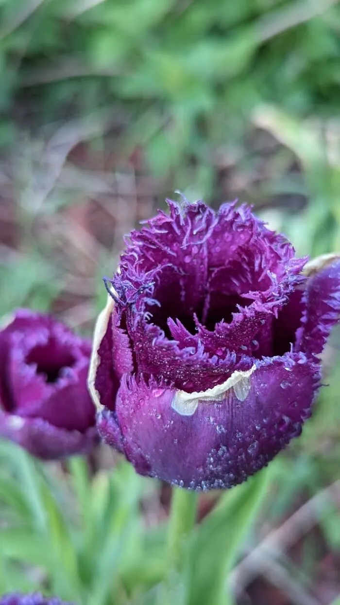 Some Photos Of Flowers And Nature That I Took (30 Pics)