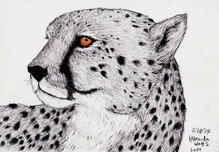 Cheetah