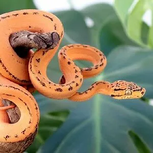 ReptileRuler