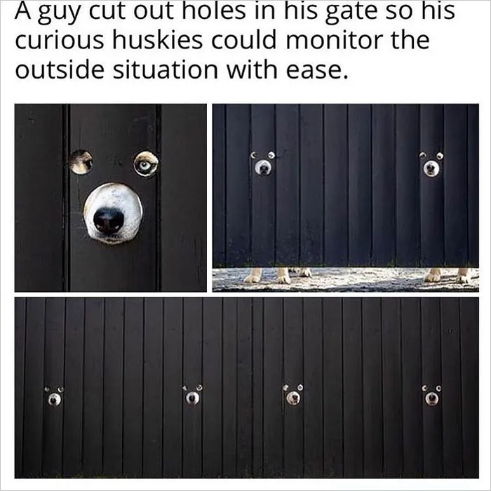 30 Random Feel-Good Posts Shared By The “Delightful News” Instagram Page