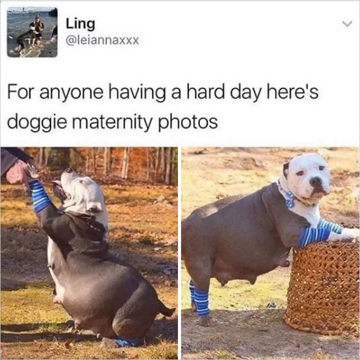 Delightful-News-Ig