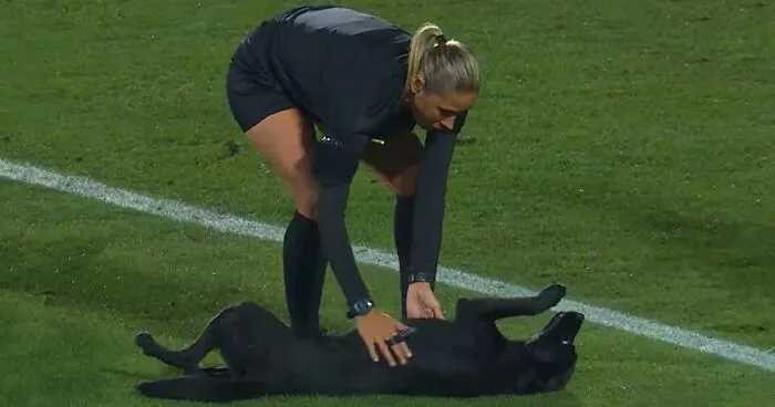 Dog-Interrupts-Football-Match-For-Belly-Rubs
