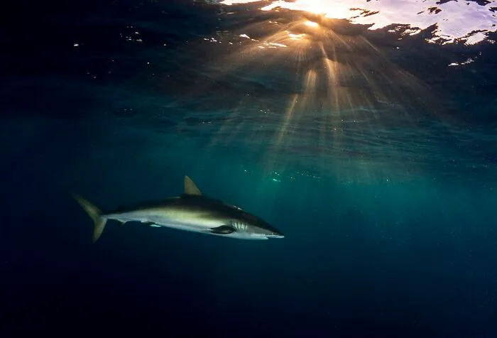 The Best 65 Wildlife Photos Revealed In The 2022 Wildart Photographer Of The Year Contest
