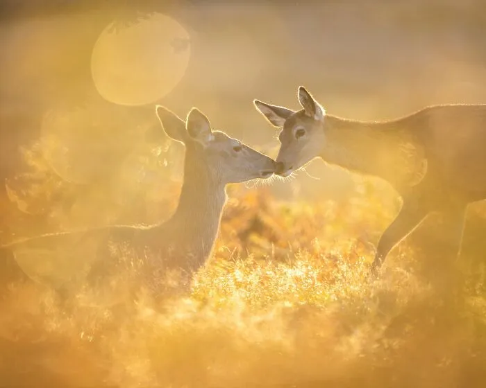The Best 65 Wildlife Photos Revealed In The 2022 Wildart Photographer Of The Year Contest