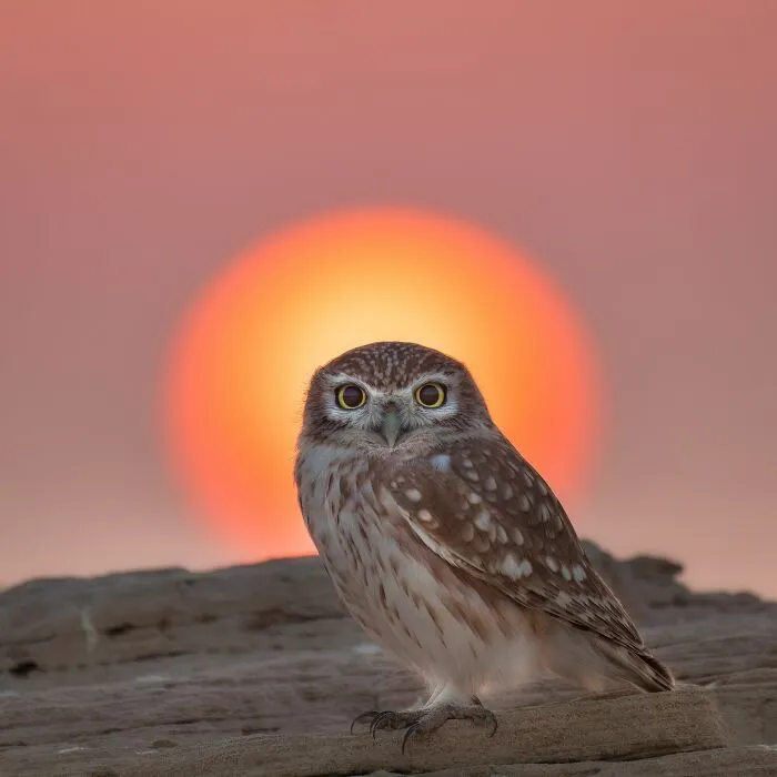The Best 65 Wildlife Photos Revealed In The 2022 Wildart Photographer Of The Year Contest