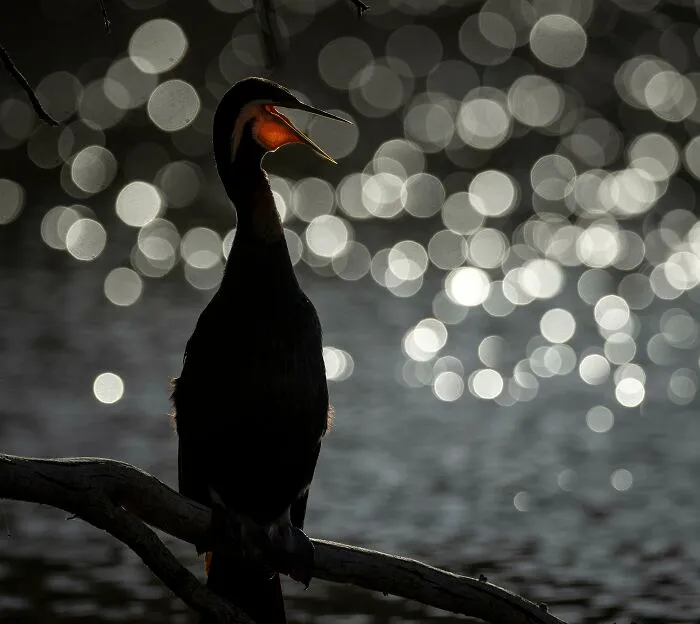 The Best 65 Wildlife Photos Revealed In The 2022 Wildart Photographer Of The Year Contest