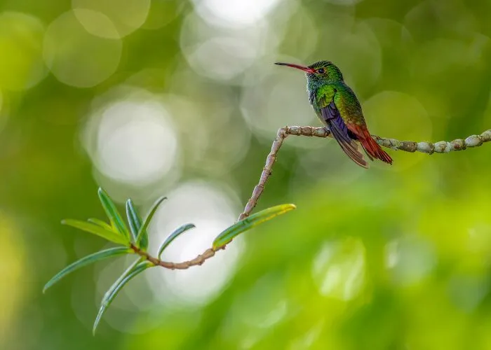 The Best 65  Wildlife Photos Revealed In The 2022 Wildart Photographer Of The Year Contest
