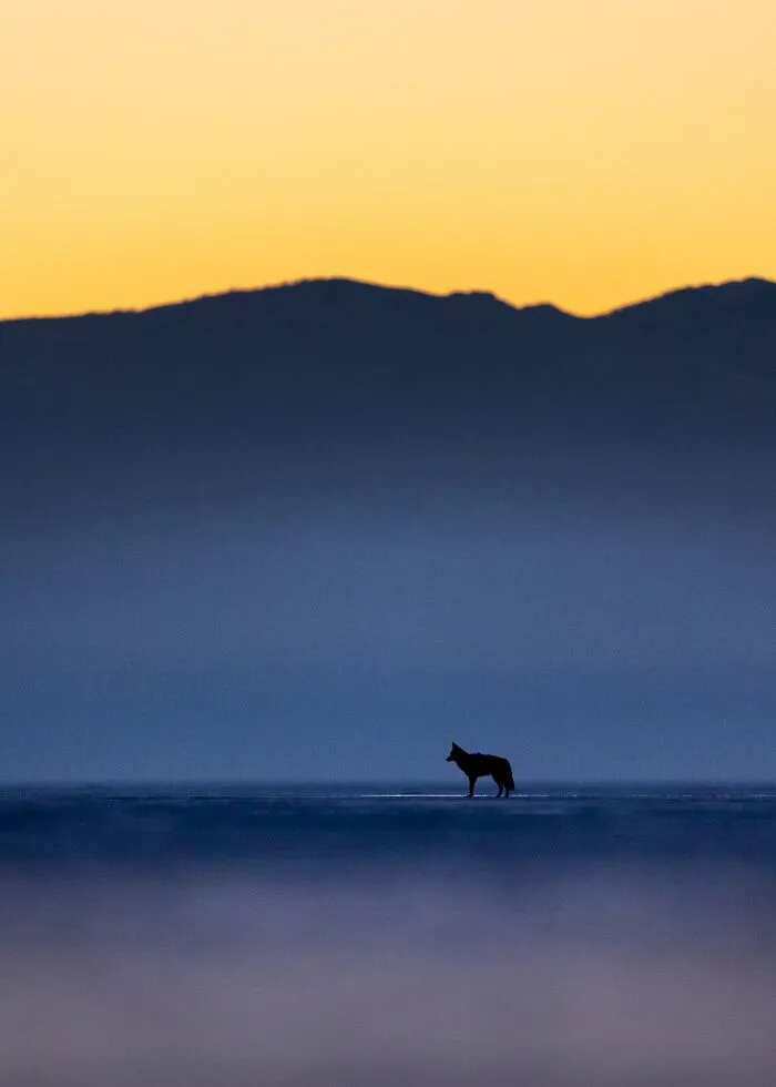 The Best 65  Wildlife Photos Revealed In The 2022 Wildart Photographer Of The Year Contest