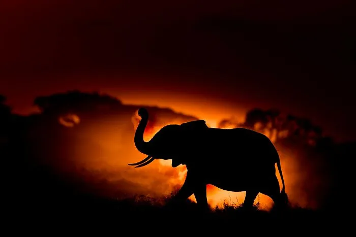 The Best 65 Wildlife Photos Revealed In The 2022 Wildart Photographer Of The Year Contest