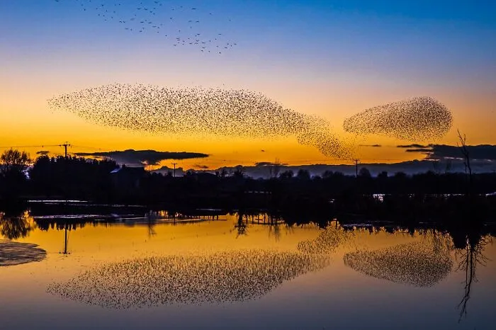 The Best 65  Wildlife Photos Revealed In The 2022 Wildart Photographer Of The Year Contest