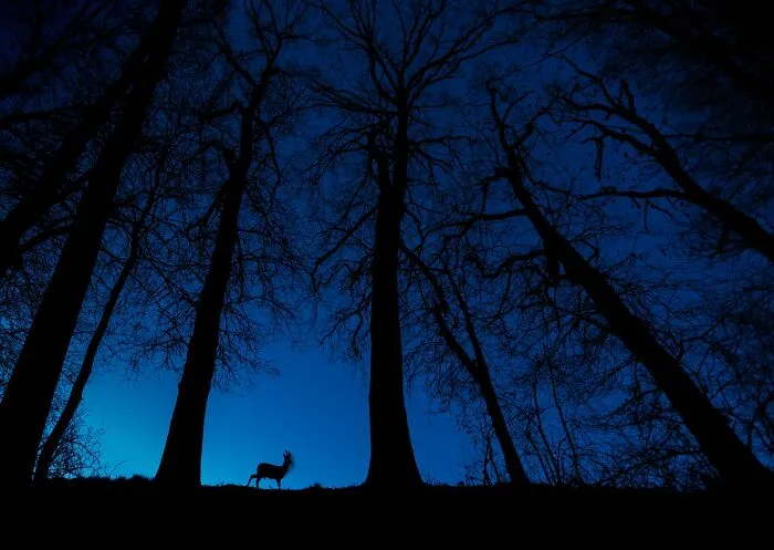 The Best 65 Wildlife Photos Revealed In The 2022 Wildart Photographer Of The Year Contest