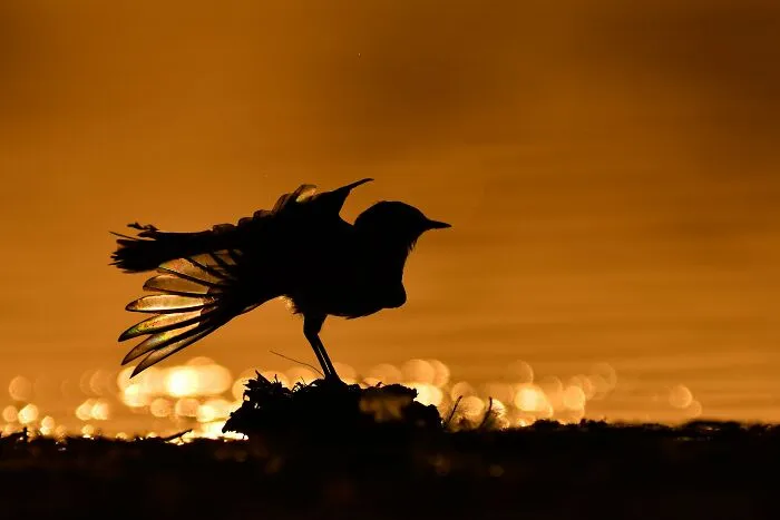 The Best 65 Wildlife Photos Revealed In The 2022 Wildart Photographer Of The Year Contest