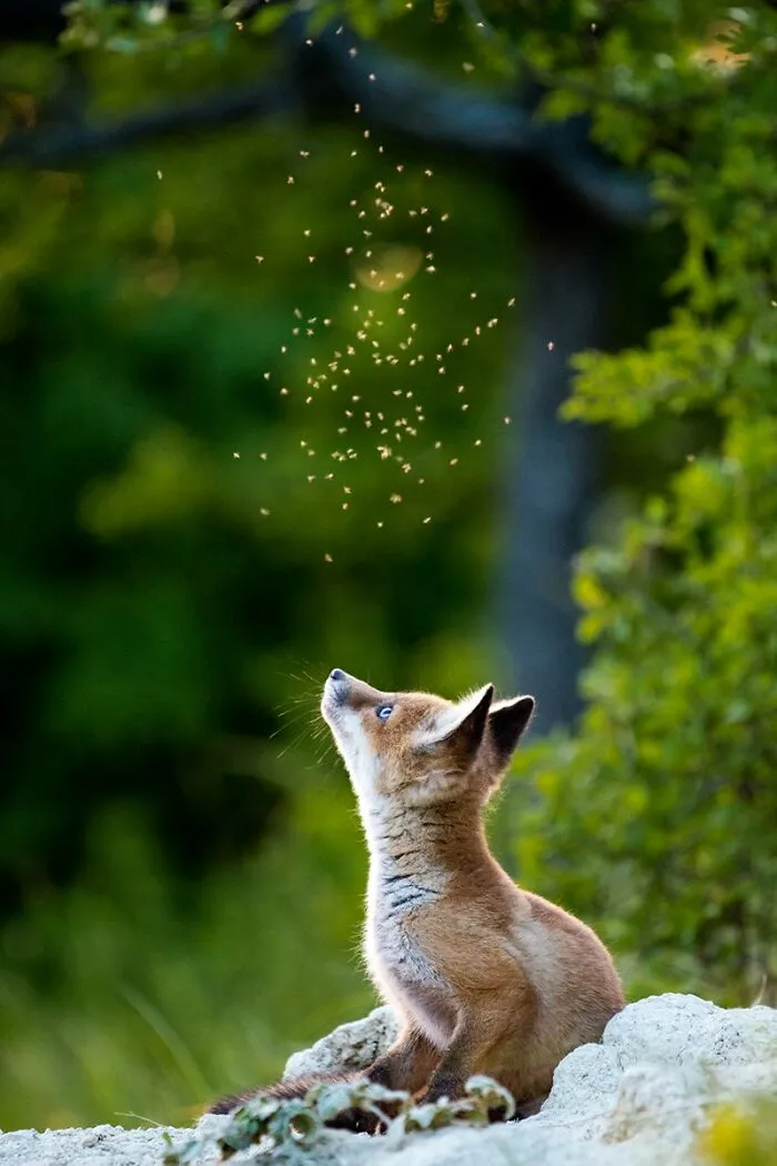 The Best 65 Wildlife Photos Revealed In The 2022 Wildart Photographer Of The Year Contest