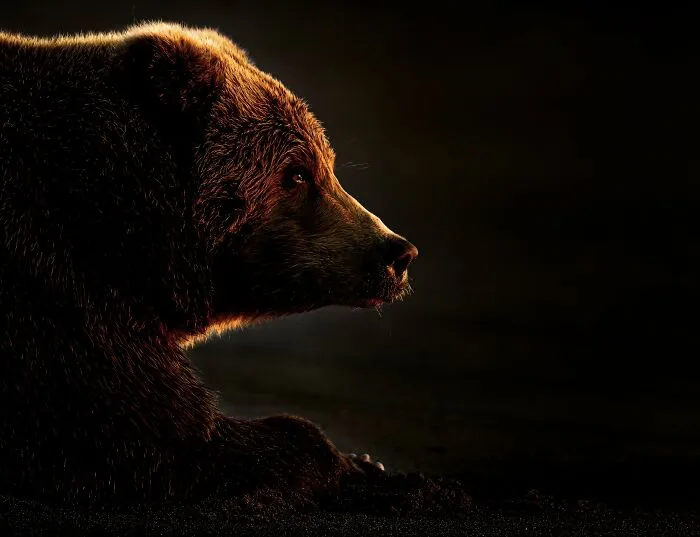 The Best 65  Wildlife Photos Revealed In The 2022 Wildart Photographer Of The Year Contest