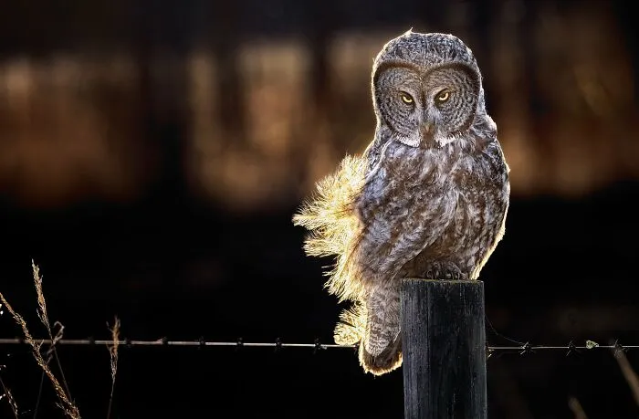 The Best 65  Wildlife Photos Revealed In The 2022 Wildart Photographer Of The Year Contest